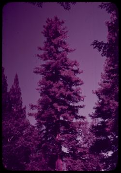 A- 17= Giant Redwood- Woodrow Wilson tree  near Willits, Calif