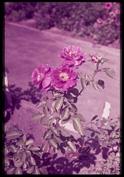 B-14 =  Three Roses and Bee  Labert gardens,  Portland, O.  C.W. Cushman