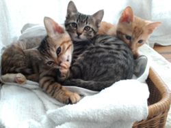 Kitten Image SA